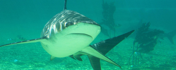 東湖海洋世界旅游資訊